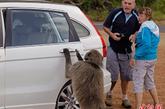 10月19日，南非开普敦，一只狒狒打劫路过的游客。南非国家公园和自然保护区，成群结队的狒狒已成为“劫匪”，它们袭扰、抓伤游客，抢掠食物，甚至“抢劫”游客相机和钱包，有关部门已决定惩治“匪患”。据悉，狒狒长期生活在野外，会传染疾病，游客特别是儿童在遇到狒狒“打劫”时容易被抓伤或咬伤。

