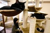 图中看到的是位于东京的Calico 猫咪咖啡馆，他于2007年3月开业，估计是世界上第一个这类型的咖啡馆，如今他们一共拥有20只不同种类的猫咪。店内除了要准备给人类喝的咖啡饮料之外，当然还少不了给猫咪们预备各种不同的食物。