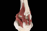 软骨磨损难修复：膝盖一生都在承受巨大的压力，软骨遭受磨损，很难自我修复。而其他动物的弹跳力惊人，这得益于它们构造完美的后腿，可以大大节省跑步用的能量。
