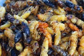 松脆蜂蛹 蜂蛹是湘西民间小酌常见的下酒菜。以胡蜂的蛹为主要原料（金环胡蜂蛹为最佳）。烹制时，先将蜂蛹从蜂巢中取出，捡去杂质，用清水漂洗一遍，滤干，倒入油烧至七八成熟的油锅内，用文火把蜂蛹煎至金黄色时，加入少许食盐，便装盘供食。（图片来源：光明网）

