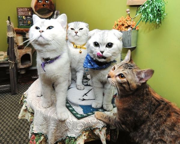 日本猫咪咖啡馆 与猫玩耍享受轻松好心情
