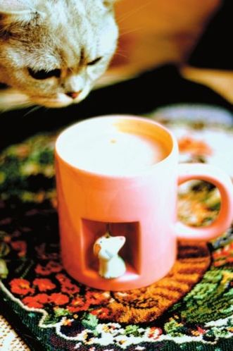日本猫咪咖啡馆 与猫玩耍享受轻松好心情