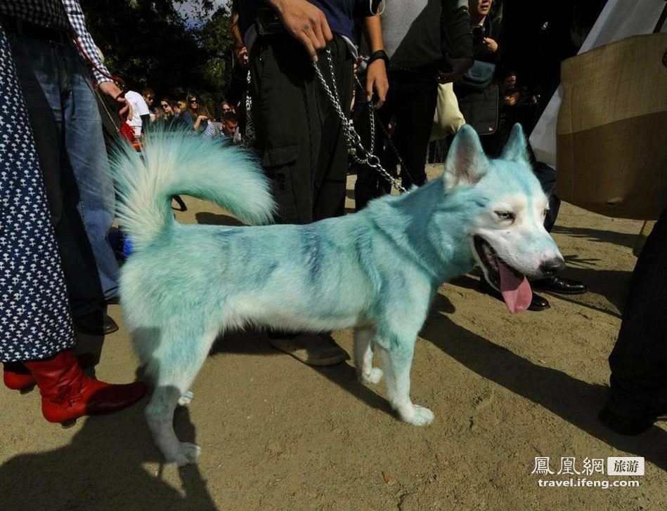 美国万圣节狗狗大游行 小狗百变造型超级可爱