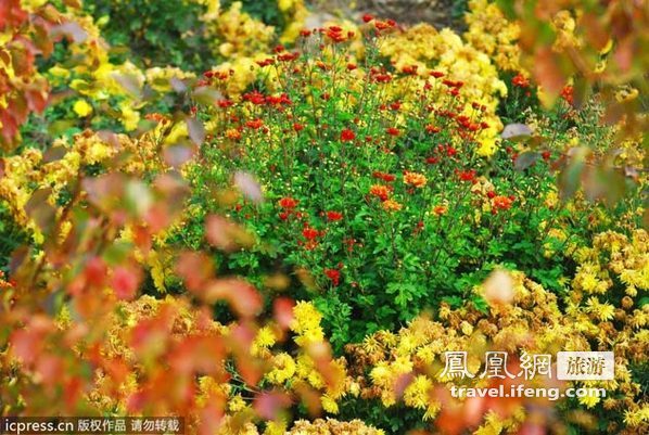 北京房山蒲洼镇 赏残菊体味秋未央