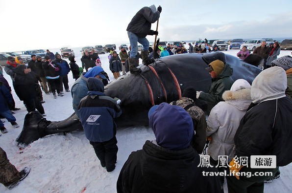 探秘爱斯基摩人的捕鲸活动：血腥残忍引争议