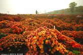 2011年10月21日，北京房山蒲洼镇，一处名为菊花台的景点，由于海拔高，已经进入深秋的霜冻天气，大面积的菊花开始衰败枯萎，然而残菊依然艳丽，在山区深秋季节，形成一幅幅美丽的画面。