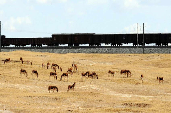 青藏铁路沿线成为高原“动物乐园”