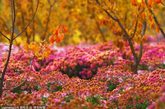 2011年10月21日，北京房山蒲洼镇，一处名为菊花台的景点，由于海拔高，已经进入深秋的霜冻天气，大面积的菊花开始衰败枯萎，然而残菊依然艳丽，在山区深秋季节，形成一幅幅美丽的画面。
