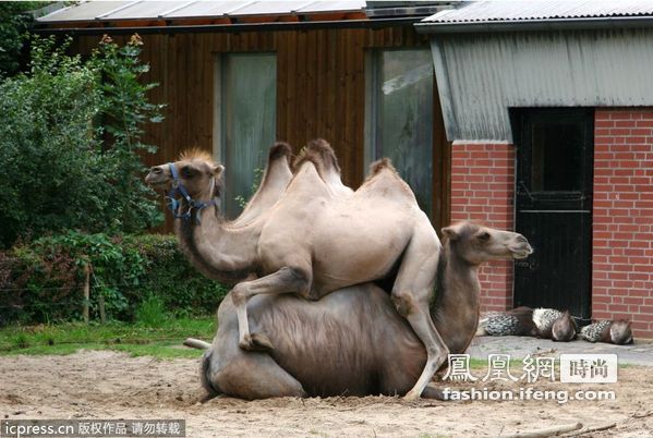 看动物趣瞬间 你hold住笑容吗？