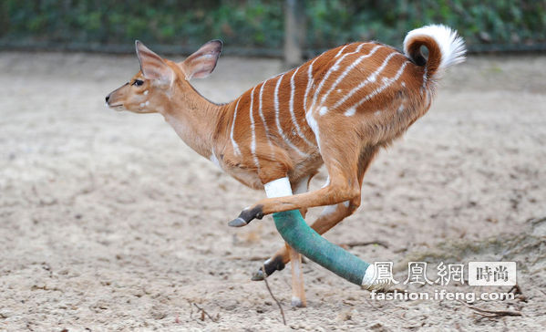 看动物趣瞬间 你hold住笑容吗？