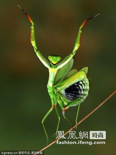 看动物趣瞬间 你hold住笑容吗？