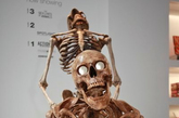 美国纽约,在博物馆中进行着小型的骷髅展览.