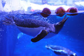 英国伦敦，水族馆内的巴布亚企鹅得到了苹果，作为万圣节大餐。