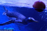 英国伦敦，水族馆内的巴布亚企鹅得到了苹果，作为万圣节大餐。