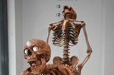 美国纽约,在博物馆中进行着小型的骷髅展览.