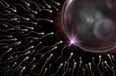 精子完全进入卵子体内以后，通过核的融合，使父、母各23条染色体结合成为46条(23对)染色体，然后形成一个新的细胞，这个细胞称为受精卵或孕卵，这个过程称为受精。
