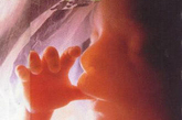 此时胎儿已长到四个半月，他移 动手臂，把手指放在唇边，这可以促进它对吮吸的反映。
