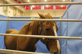 鼻梁上有一条帅气白色线条的棕色马匹，非常的憨厚老实。