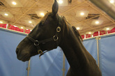 黑色的毛发纤长的脖子让这匹马看起来俊俏无比。
