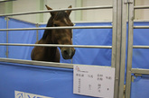 这匹马也是国产马，名字叫做小兰今年9岁。