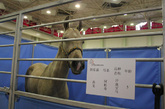 国际马业展览会上价值800万的汗血宝马，名字：阿帕奇 年龄5岁。