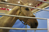 国际马业展览会上价值800万的汗血宝马，名字：阿帕奇 年龄5岁。