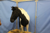 黑白相间的马匹十分可爱，好像一只奶牛一样憨厚十足。