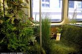 美国芝加哥的一组直通列车车厢被植入了青草和其他本地植物，成为世界上最大的移动艺术展览――轨道艺术的一部分。在五个小时里，乘客可以愉快的行走在茂盛的草地上，欣赏美丽的花朵，并且坐在厚厚的草坪上――这一切都发生在芝加哥商圈里运行的列车上。“移动花园”车厢是艺术家Joseph Baldwin和非盈利艺术小组noisivelvet的杰作。把自然带入列车中的各种本土植物是由当地企业和公园捐赠的。