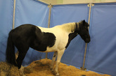 黑白相间的马匹十分可爱，好像一只奶牛一样憨厚十足。