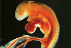 精子和卵子结合生成胎儿的全过程(图)