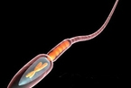 精子和卵子结合生成胎儿的全过程(图)