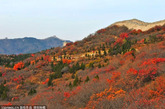2011年10月28日拍摄于北京延庆八达岭国家公园红叶岭风景区。