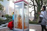 日本大阪，金鱼在改造的电话亭中游泳。近日，日本大阪出现了一个奇怪的电话亭，里面没有人，而全是金鱼。其实这是当地的一个艺术作品，将公共电话亭改成矩形水槽，并放入大量的金鱼，旨在启发人们重新思考金鱼存在的意义，让人们重新认识到金鱼在日本传统文化中的美。