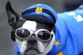 纽约举行万圣节狗狗化装派对，这些狗狗被主人装扮的酷劲十足，看上去超级搞笑。