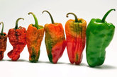 菜椒也叫青椒，含有抗氧化的维生素和微量元素，能增强人的体力，缓解疲劳。

