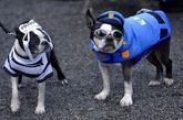 纽约举行万圣节狗狗化装派对，这些狗狗被主人装扮的酷劲十足，看上去超级搞笑。