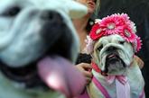 美国加州举办宠物狗变装游行，萌宠都非常有气质穿着服装走秀，潮范儿十足。