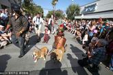 美国加州举办宠物狗变装游行，萌宠都非常有气质穿着服装走秀，潮范儿十足。