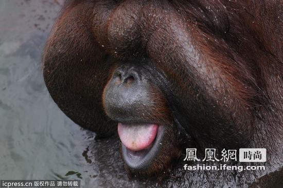 印尼大猩猩泡澡 捂脸偷笑很娇羞
