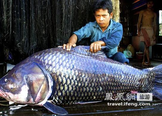 盘点湄公河中的惊人巨鱼