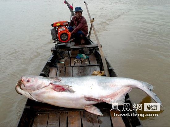 盘点湄公河中的惊人巨鱼