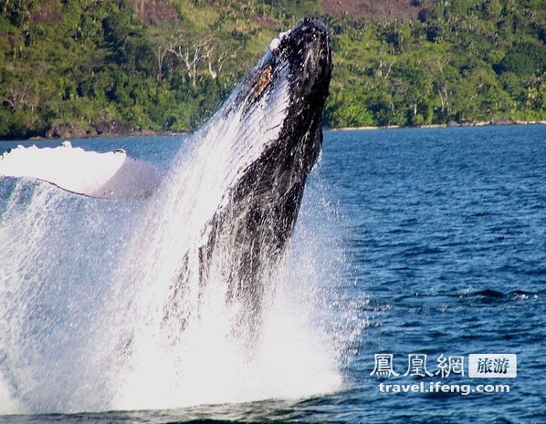 马达加斯加 印度洋上好观鲸
