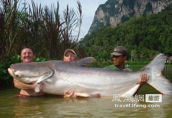 盘点湄公河中的惊人巨鱼