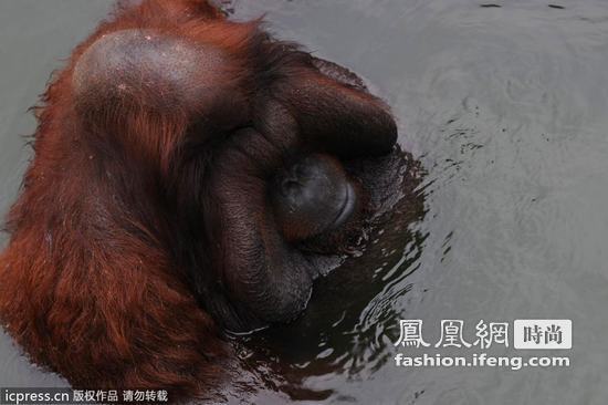 印尼大猩猩泡澡 捂脸偷笑很娇羞