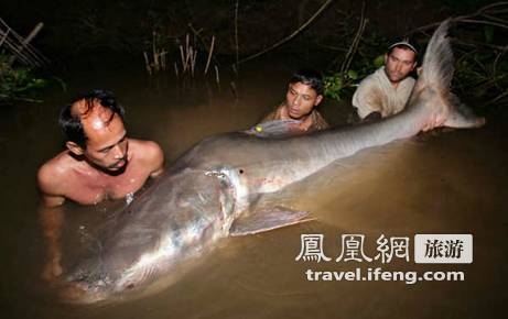 盘点湄公河中的惊人巨鱼