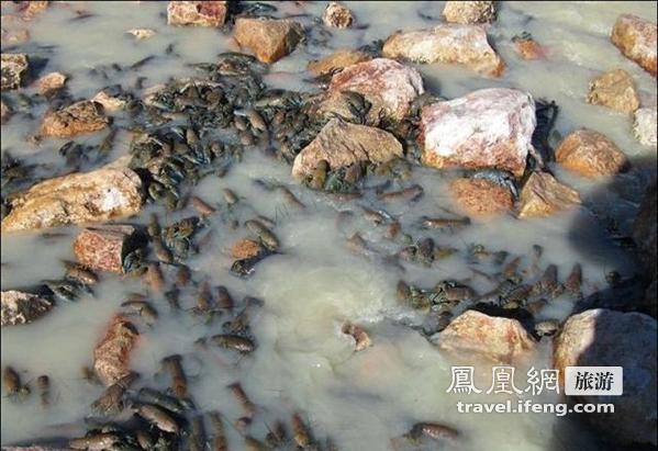 澳洲小龙虾密布河滩 美味泛滥也愁人