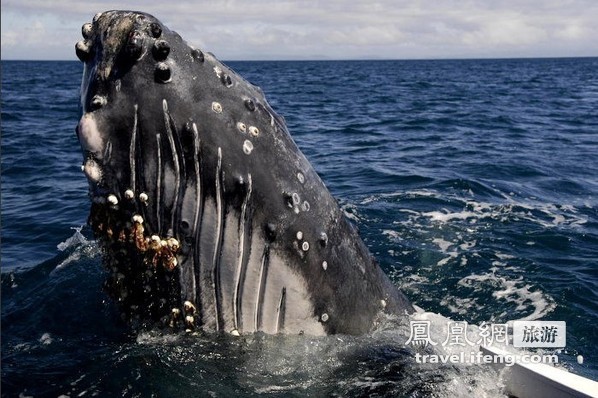 马达加斯加 印度洋上好观鲸