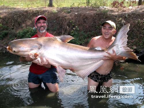 盘点湄公河中的惊人巨鱼