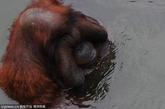 印尼雅加达，一头婆罗洲大猩猩在动物园的水池里开心泡澡。但出于害羞，自己捂脸偷笑。
