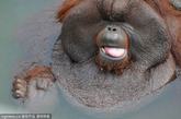 印尼雅加达，一头婆罗洲大猩猩在动物园的水池里开心泡澡。但出于害羞，自己捂脸偷笑。
